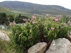 Pelargonium cordifolium
