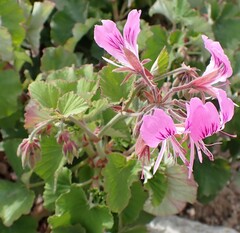 Pelargonium cordifolium