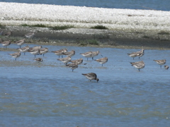 Limosa lapponica baueri