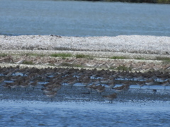 Limosa lapponica baueri