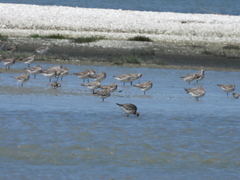 Limosa lapponica baueri