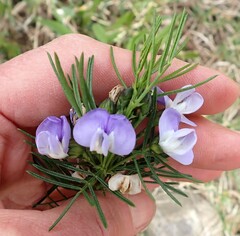 Psoralea affinis