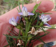 Psoralea affinis