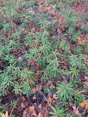 Rhododendron hypoleucum