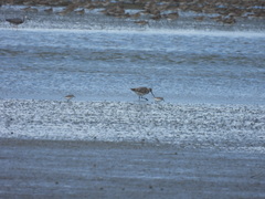 Limosa lapponica baueri