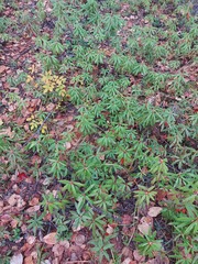 Rhododendron hypoleucum