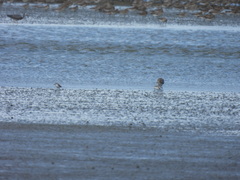 Anarhynchus frontalis