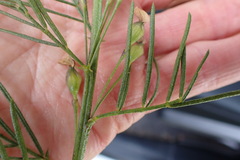 Psoralea affinis