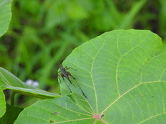 Nisitrus