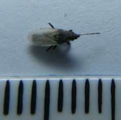 Oxycarenus hyalinipennis