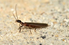 Oligotoma saundersii