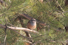 Emberiza godlewskii