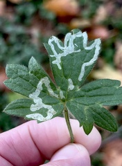 Phytomyza ranunculi