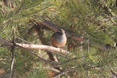 Emberiza godlewskii