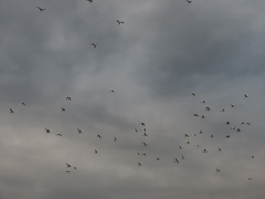 Bubulcus ibis coromandus