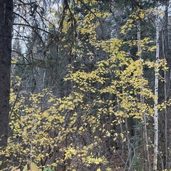 Acer glabrum