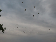 Bubulcus ibis coromandus