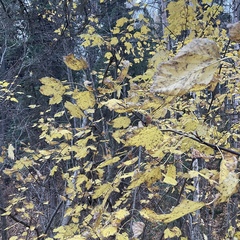 Acer glabrum