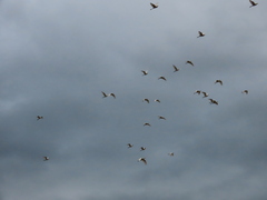 Bubulcus ibis coromandus