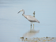 Egretta novaehollandiae novaehollandiae