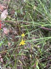 Tricoryne anceps