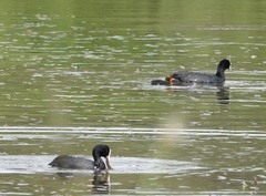 Fulica atra australis