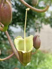 Kigelia