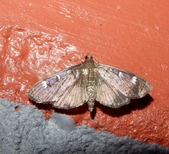 Coptobasis