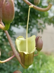 Kigelia
