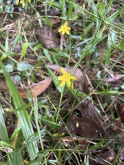 Tricoryne anceps