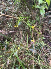 Tricoryne anceps