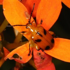 Stethopachys formosa