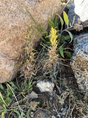 Castilleja puberula