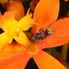 Polyrhachis vermiculosa