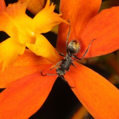 Polyrhachis vermiculosa