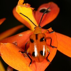 Stethopachys formosa