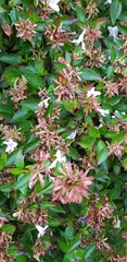 Abelia