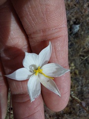 Cyanella alba