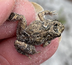 Crinia pseudinsignifera