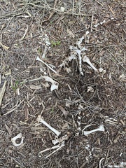 Notamacropus eugenii decres