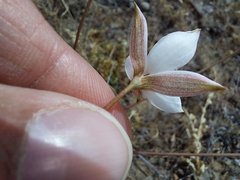 Cyanella alba