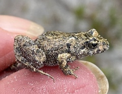 Crinia pseudinsignifera