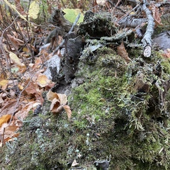 Cladonia cenotea