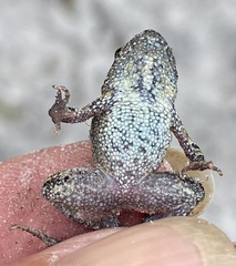 Crinia pseudinsignifera