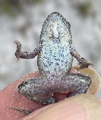 Crinia pseudinsignifera