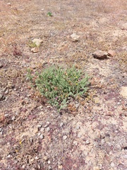 Aptosimum procumbens