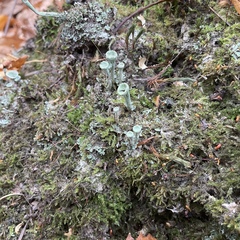 Cladonia cenotea