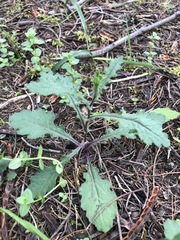 Senecio picridioides