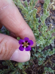 Aptosimum procumbens