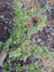 Aptosimum procumbens